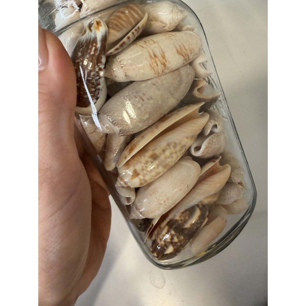 Vintage Wire Bail Glass Canning Jar Full of Olive Sea Shells Coastal Decor 7.5" - Picture 3 of 7